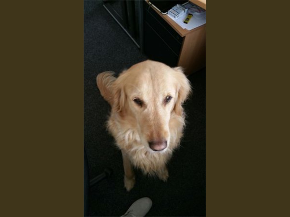 0 0 0 0 250 444 csupload 66863477 1