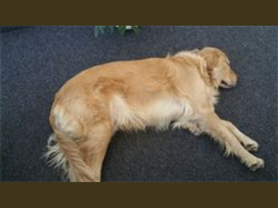 0 0 0 0 250 141 csupload 66863497 1